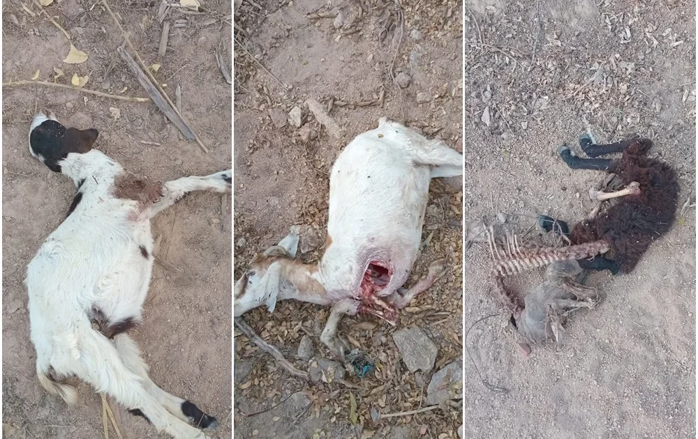Caso sem solução: ataque de cães deixa seis animais mortos e quatro feridos na zona rural de Barrocas