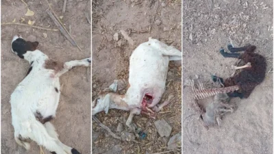 Ataque de cães deixa seis animais mortos em Barrocas