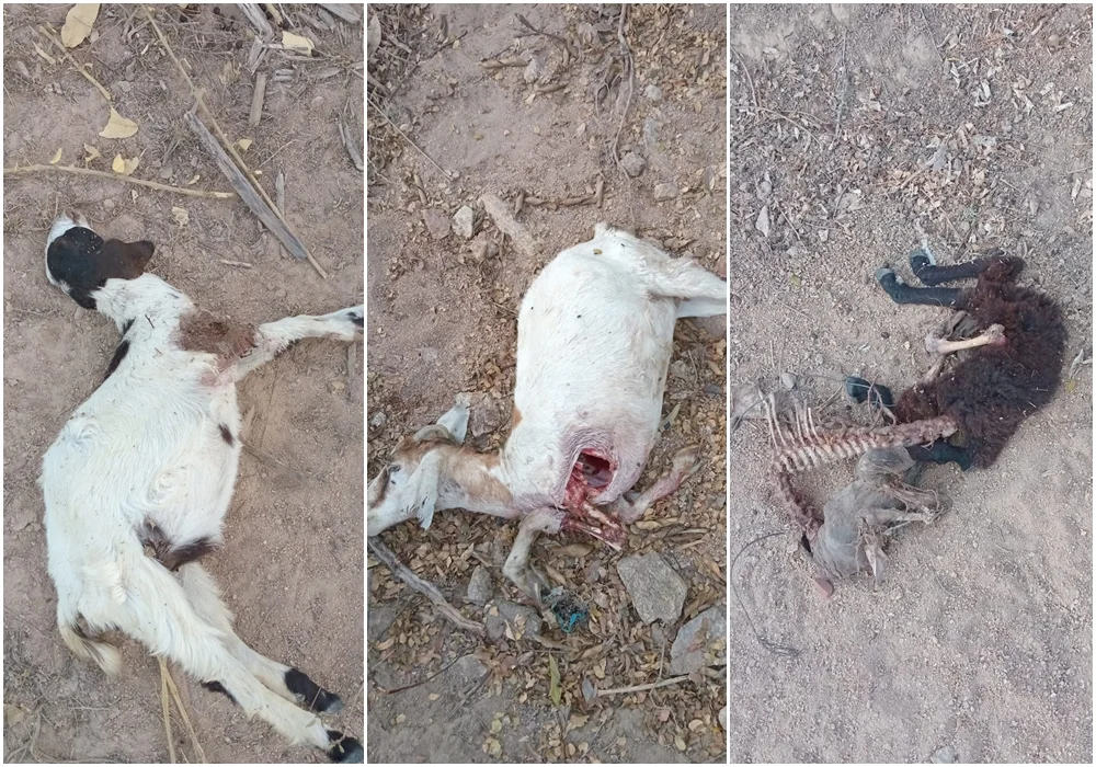 Caso sem solução: ataque de cães deixa seis animais mortos e quatro feridos na zona rural de Barrocas