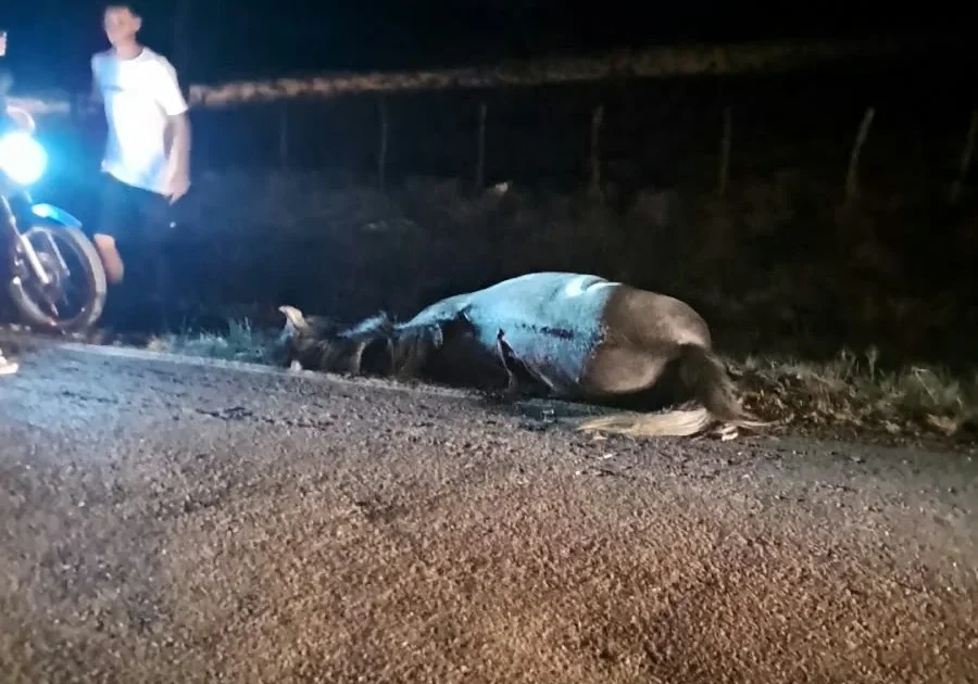 Empresário morre em acidente envolvendo animal na BA 381