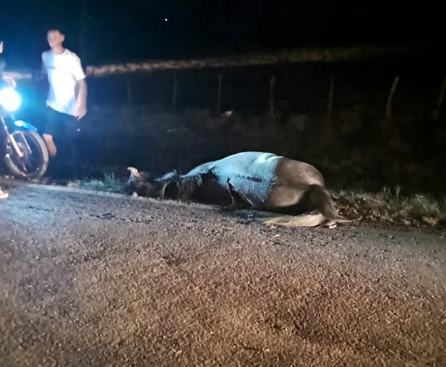 Empresário morre em acidente envolvendo animal na BA 381