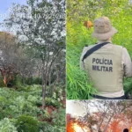 Ação policial em Campo Formoso elimina plantação de maconha