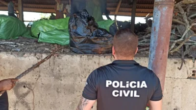Polícia Civil da Bahia destrói 100 kg de drogas em Serrinha
